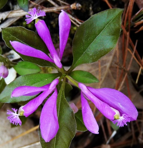 {Polygaloides paucifolia}